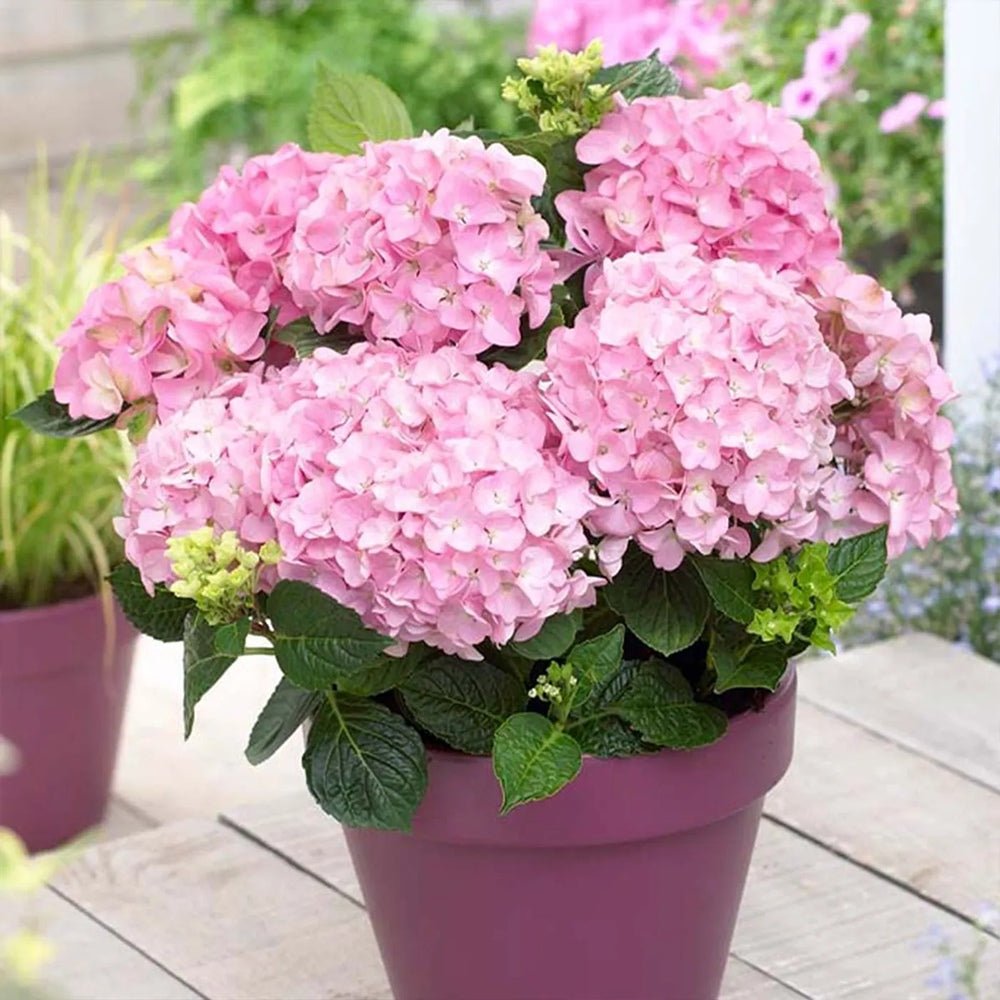 Hortensia de gradina Early Rosa, cu flori roz