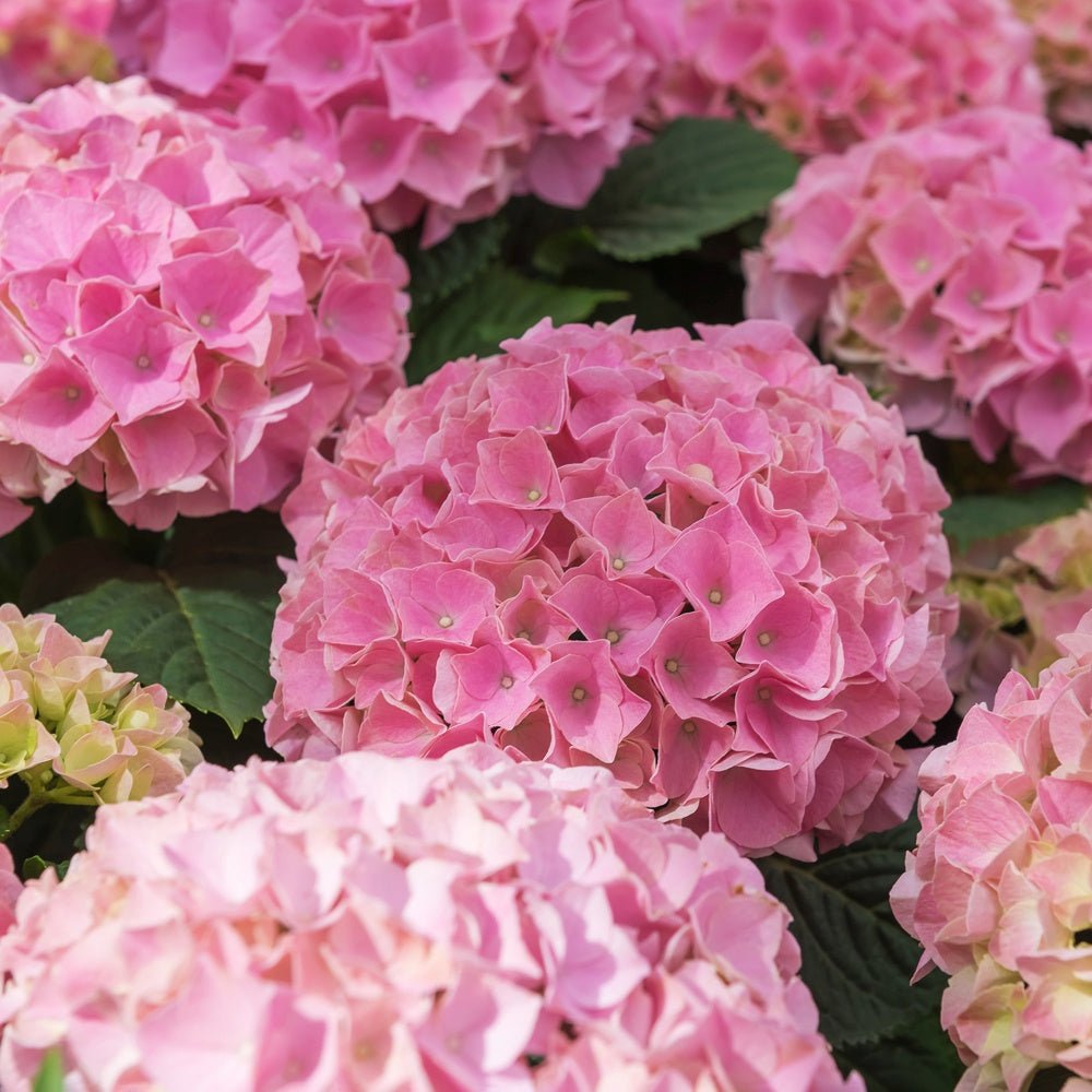 Hortensia de gradina Early Rosa, cu flori roz