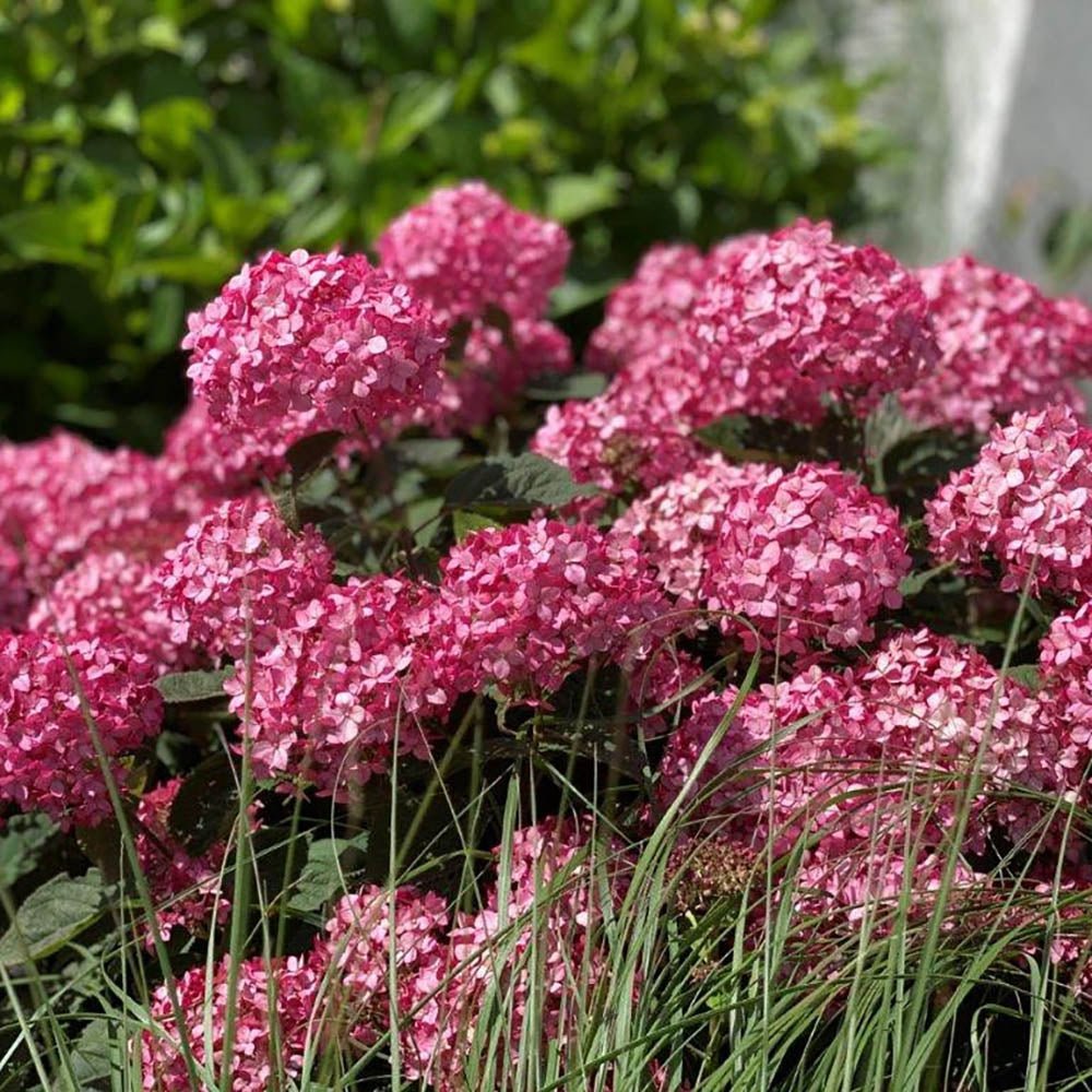 Hortensia de gradina Ruby Annabelle, cu flori rosii-rubiniu