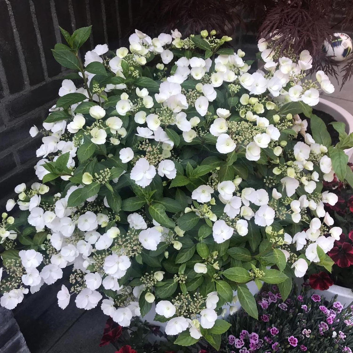 Hortensia de gradina Runaway Bride, cu flori albe de-a lungul intregului lastar