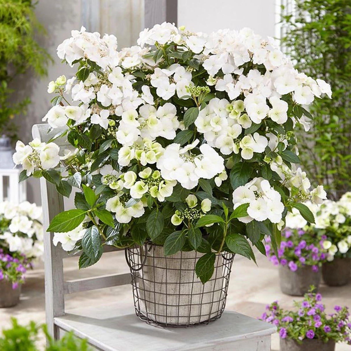 Hortensia de gradina Runaway Bride, cu flori albe de-a lungul intregului lastar