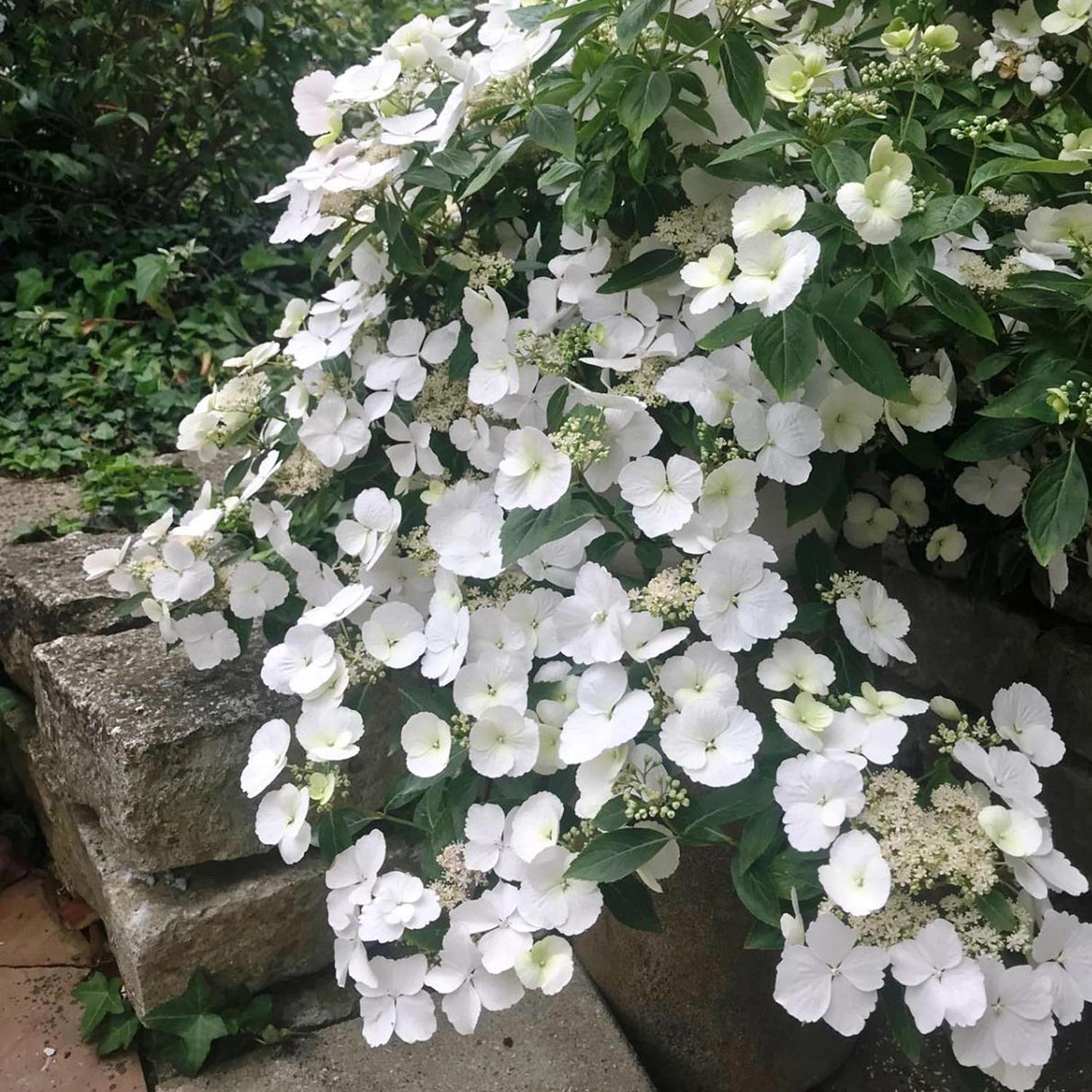 Hortensia de gradina Runaway Bride, cu flori albe de-a lungul intregului lastar