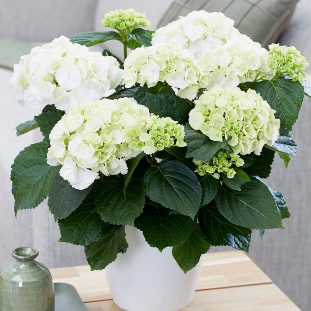 Hortensia Schneeball