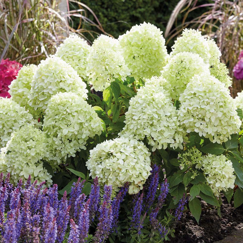 Hortensia de gradina Silver Dollar, cu flori albe