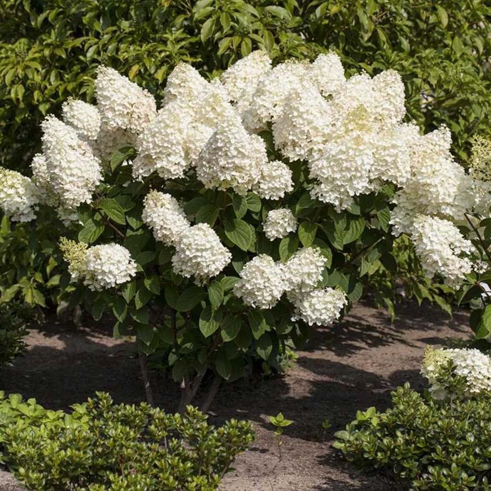 Hortensia de gradina Silver Dollar, cu flori albe