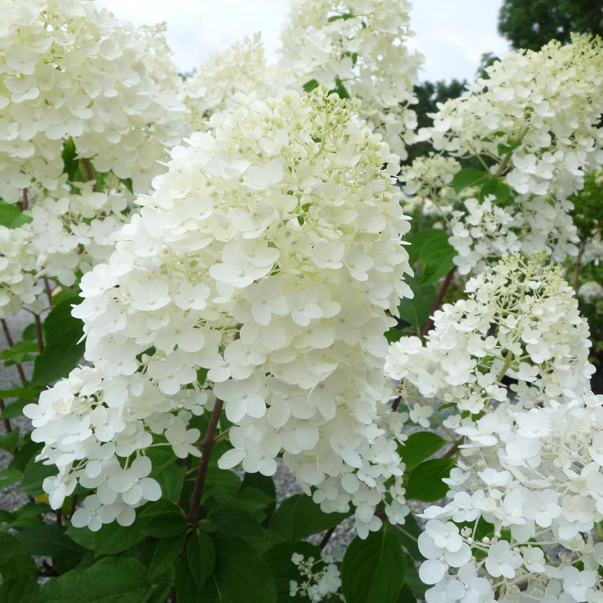 Hortensia de gradina Silver Dollar, cu flori albe