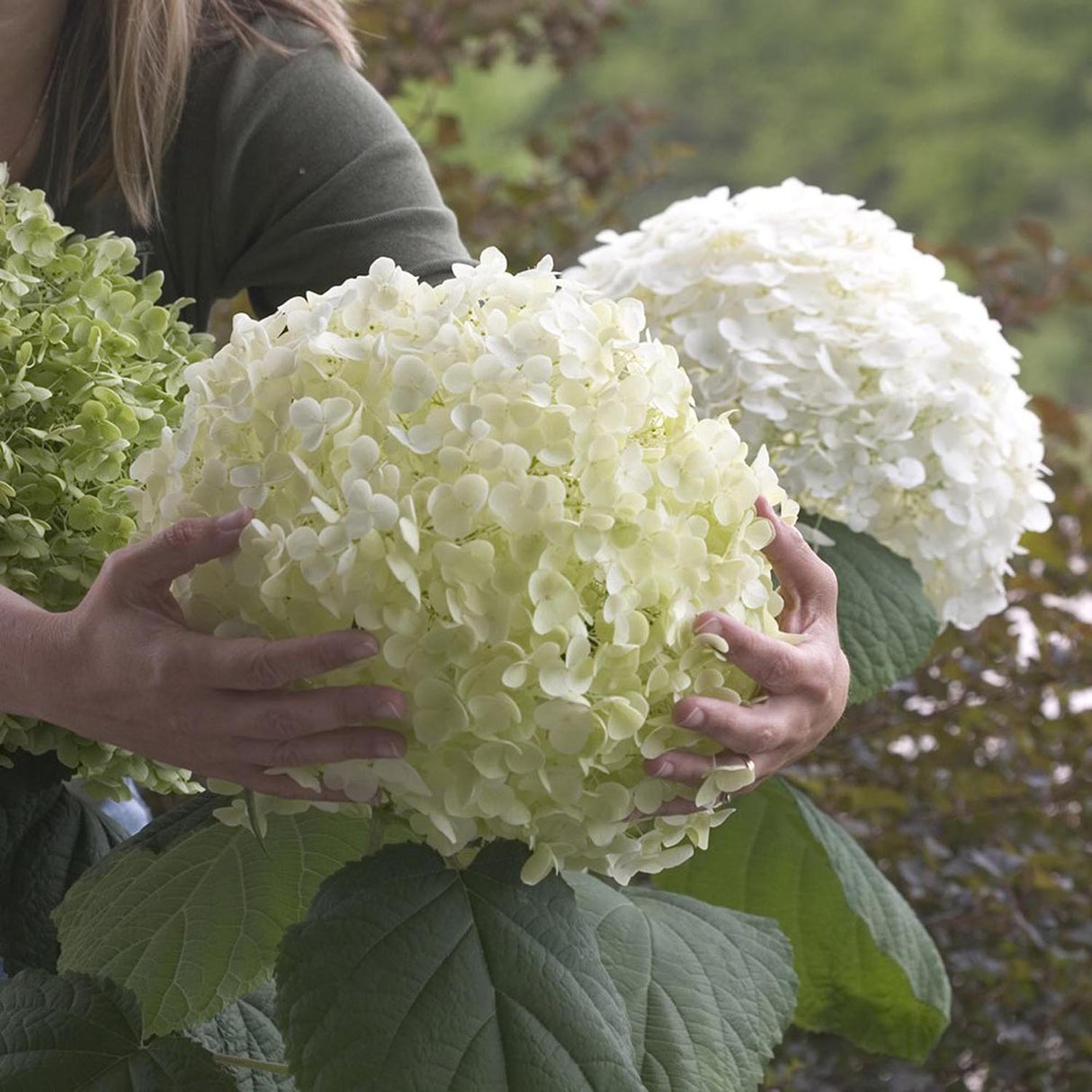 Hortensia de gradina Strong Annabelle, cu flori albe