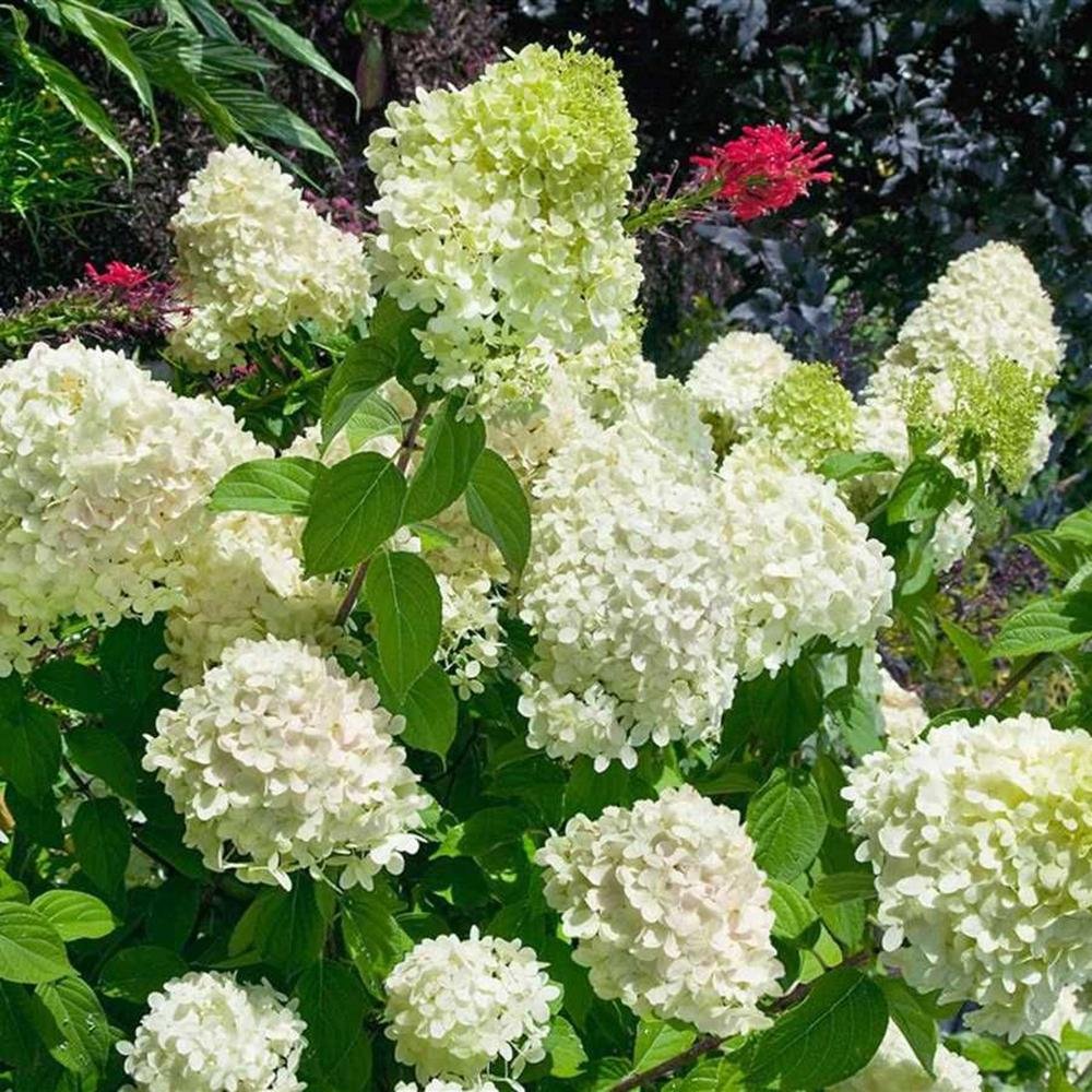 Hortensia Whitelight