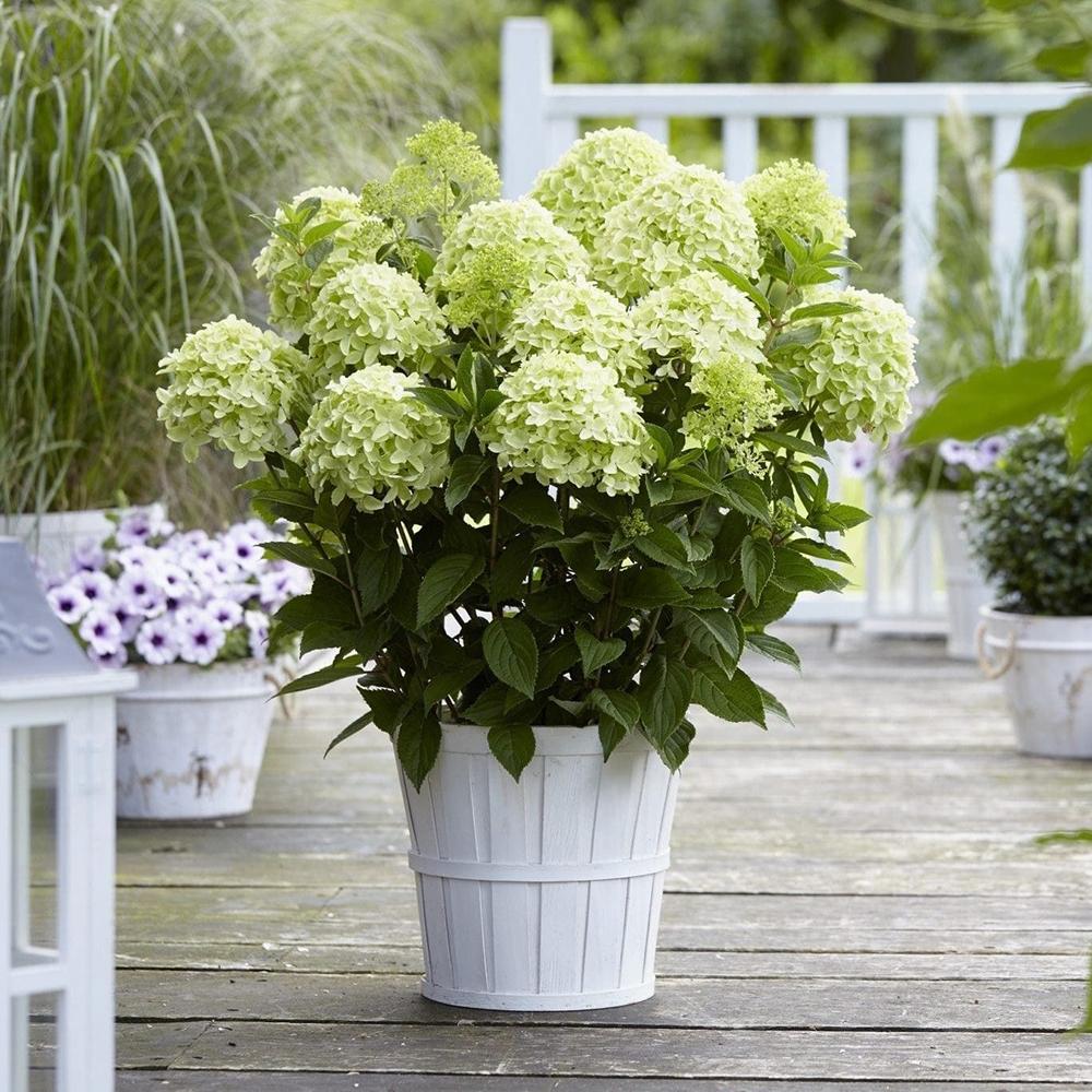 Hortensia Whitelight
