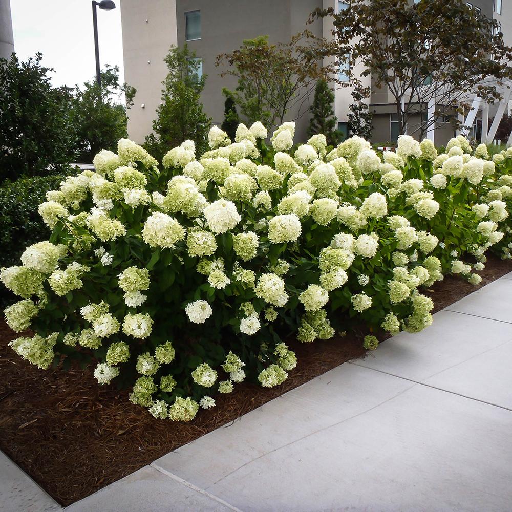 Hortensia Whitelight