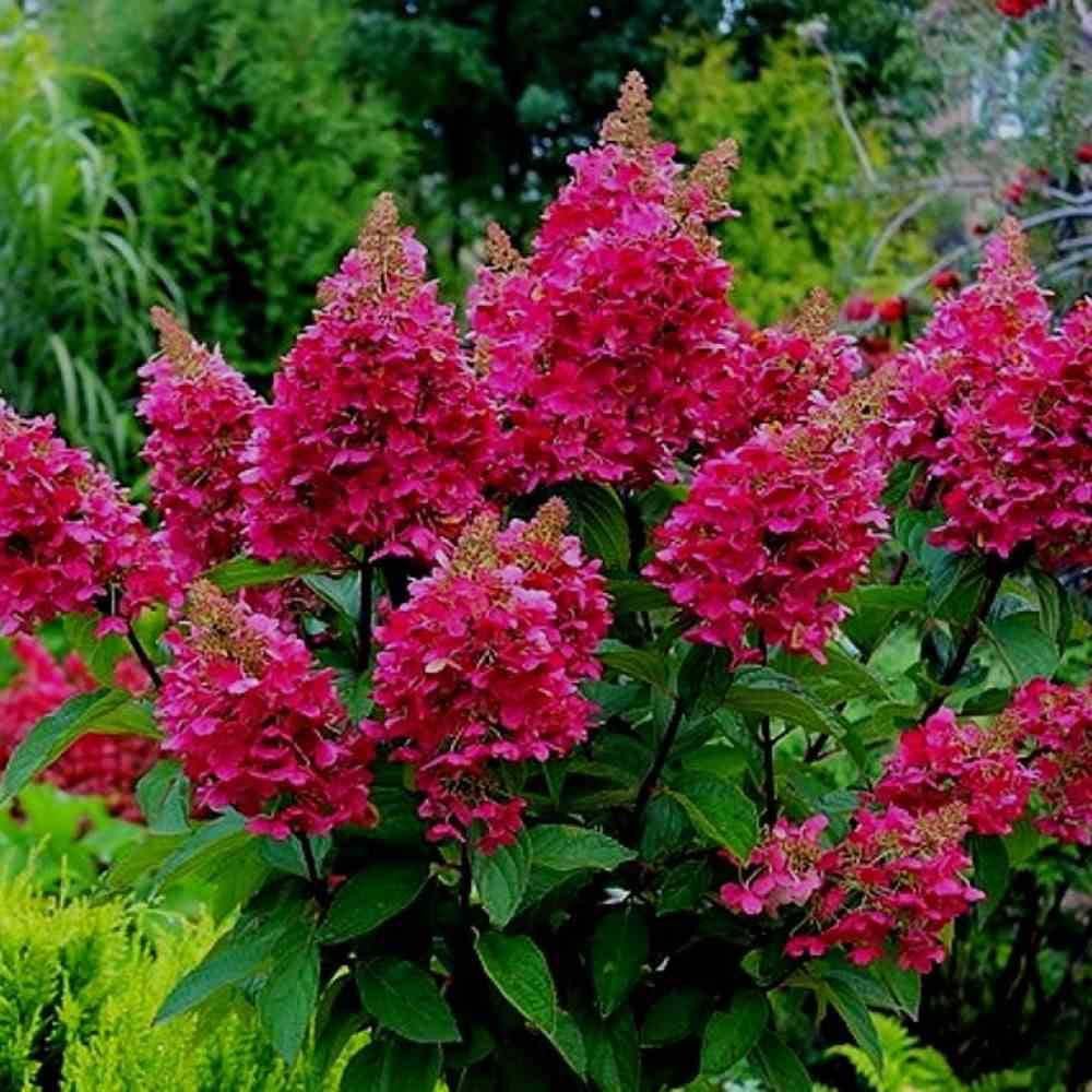 Hortensia de gradina Wim's Red, cu flori rosii-burgundiu