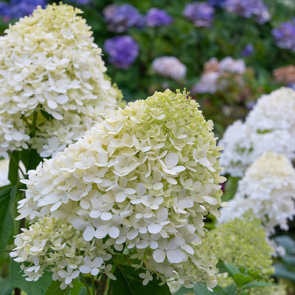 Hortensie de Gradina Tip Copac White Diamond, cu flori alb-crem