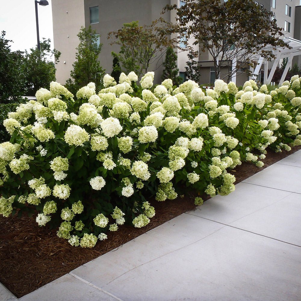 Hortensie de Gradina Tip Copac White Diamond, cu flori alb-crem