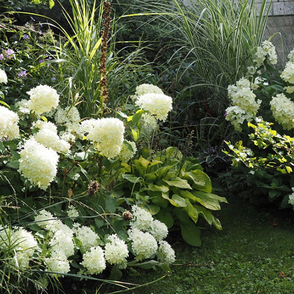 Hortensie de Gradina Tip Copac White Diamond, cu flori alb-crem