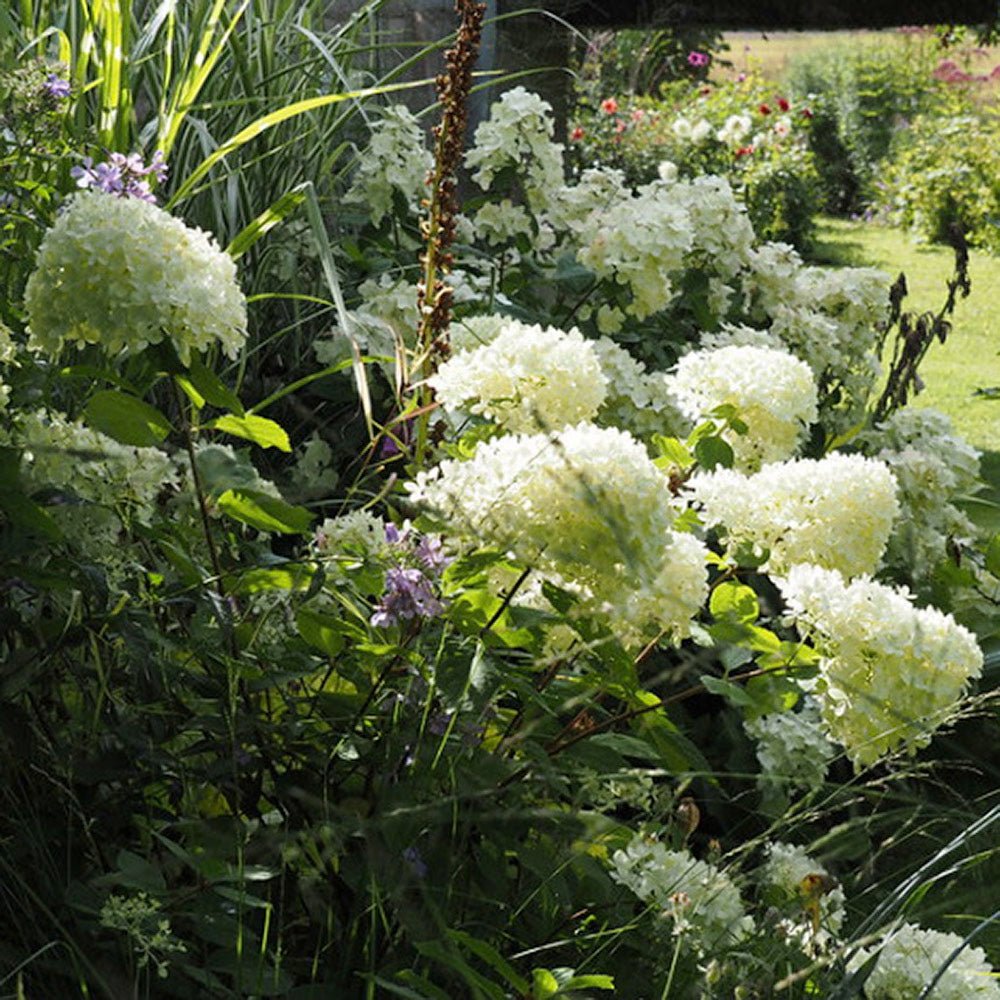 Hortensie de Gradina Tip Copac White Diamond, cu flori alb-crem