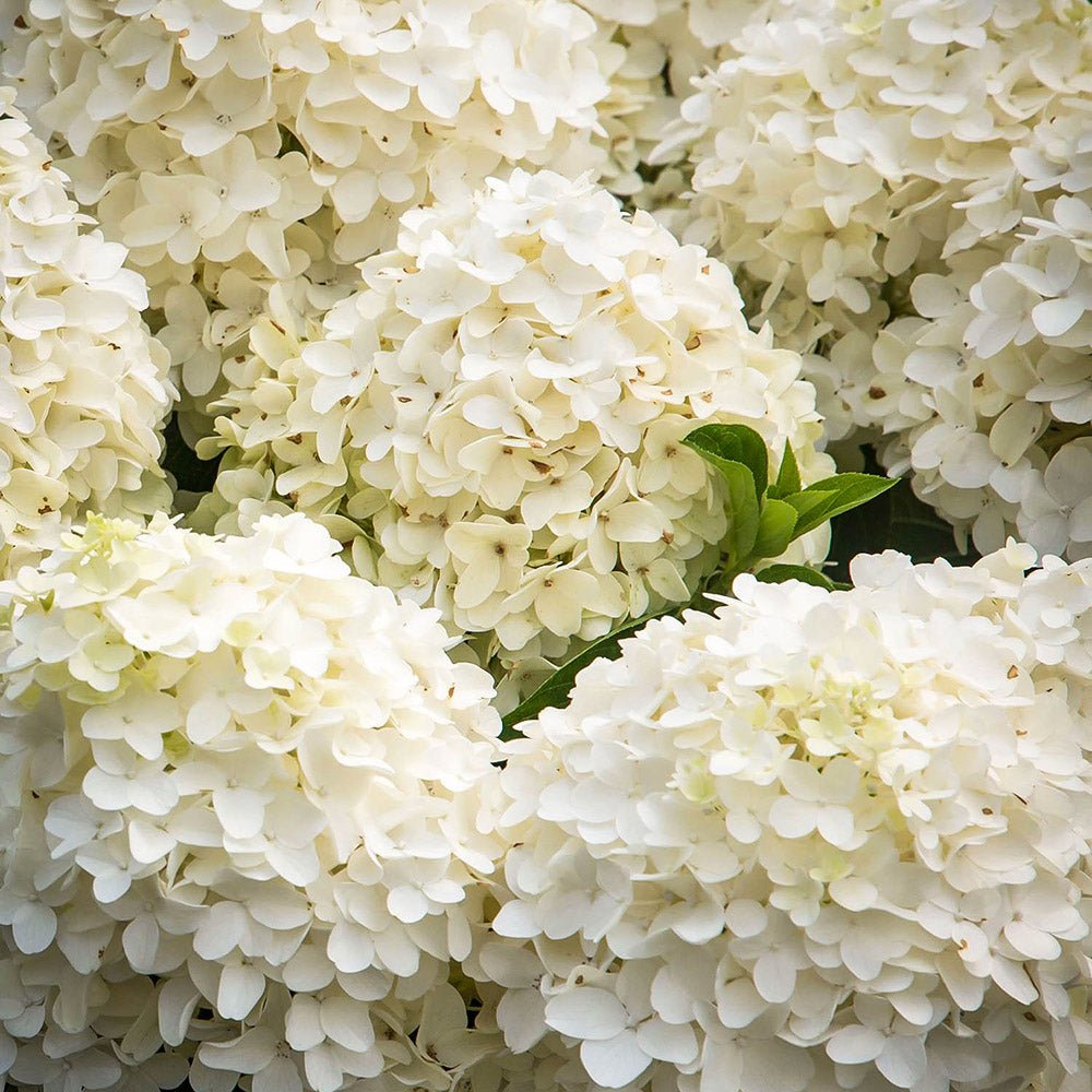 Hortensie de Gradina Tip Copac White Diamond, cu flori alb-crem