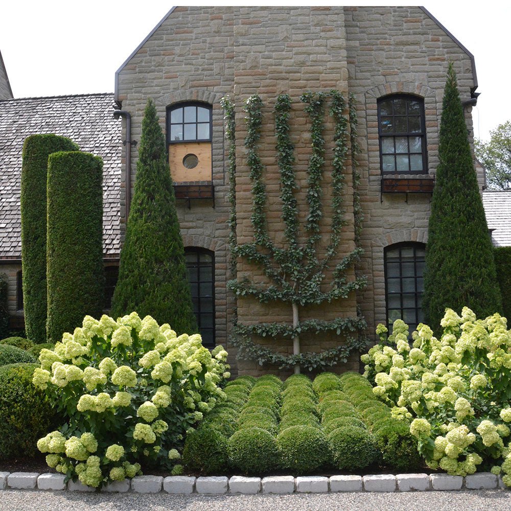 Hortensie alb-galben Little Lime