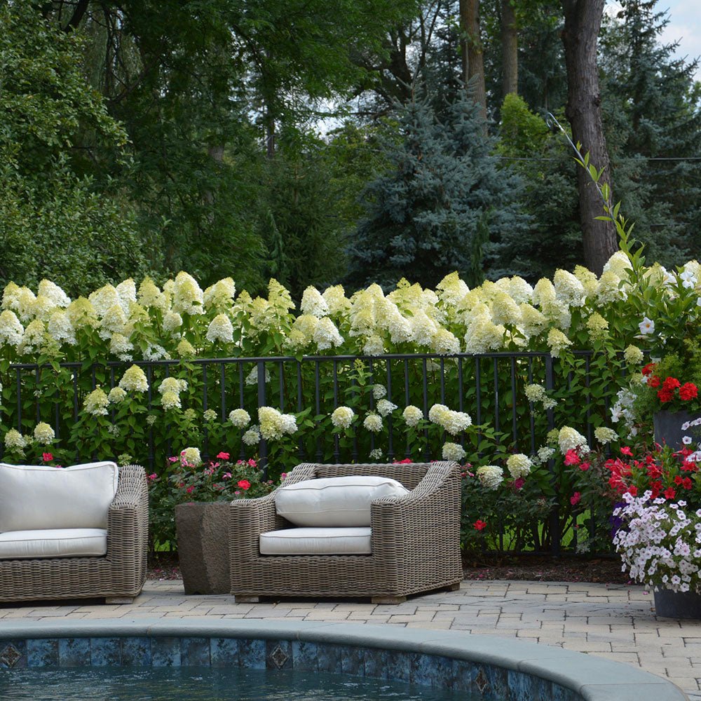 Hortensie alb-galben Little Lime