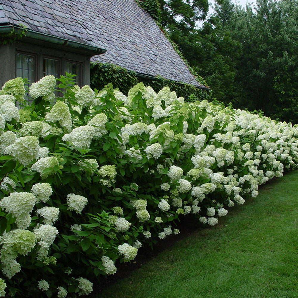 Hortensie alb-galben Little Lime