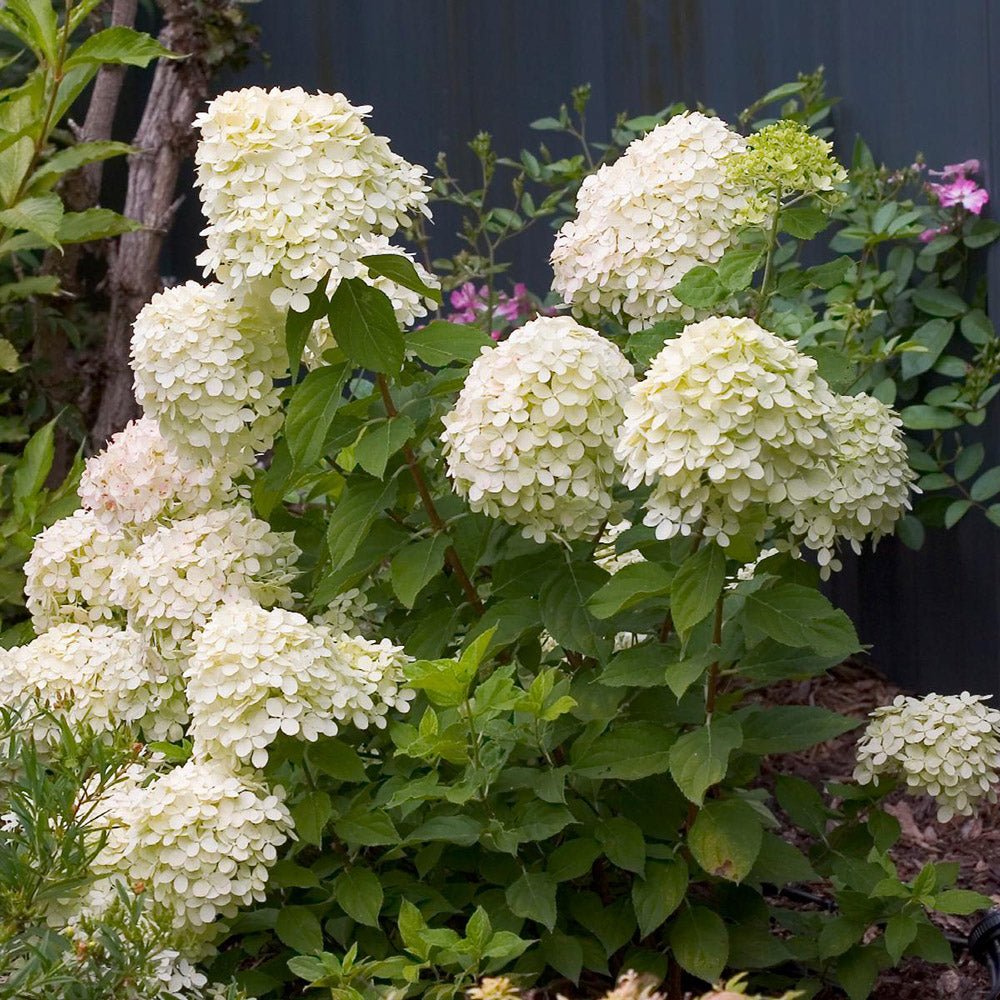 Hortensie alb-galben Little Lime