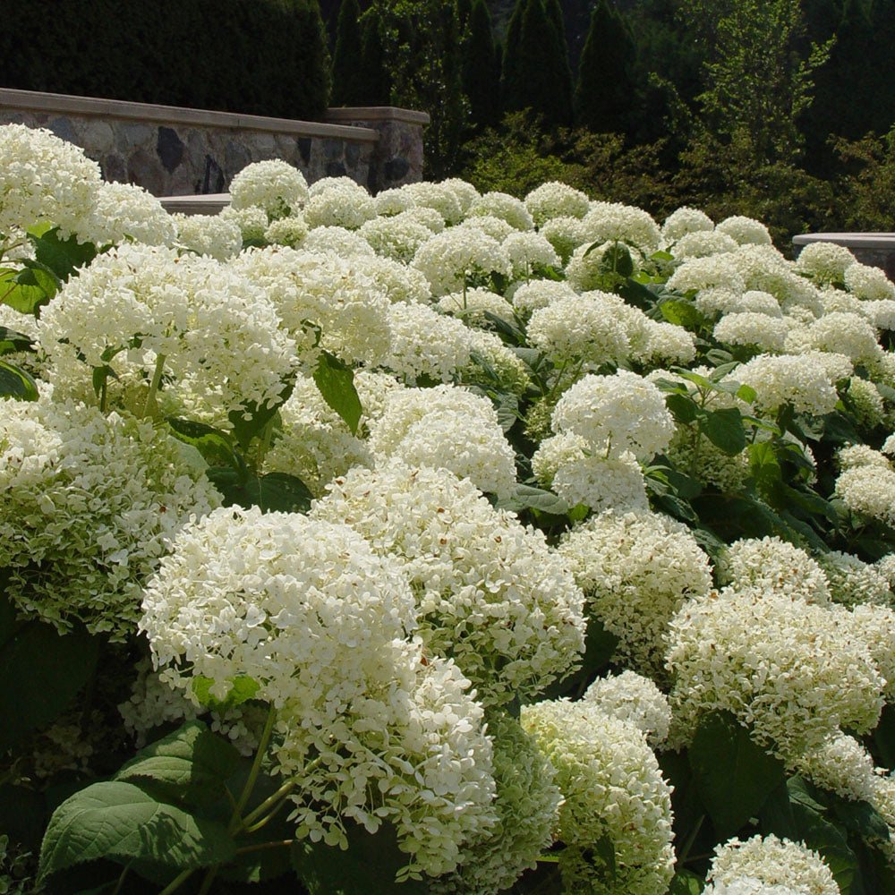 Hortensie alb-galben Little Lime