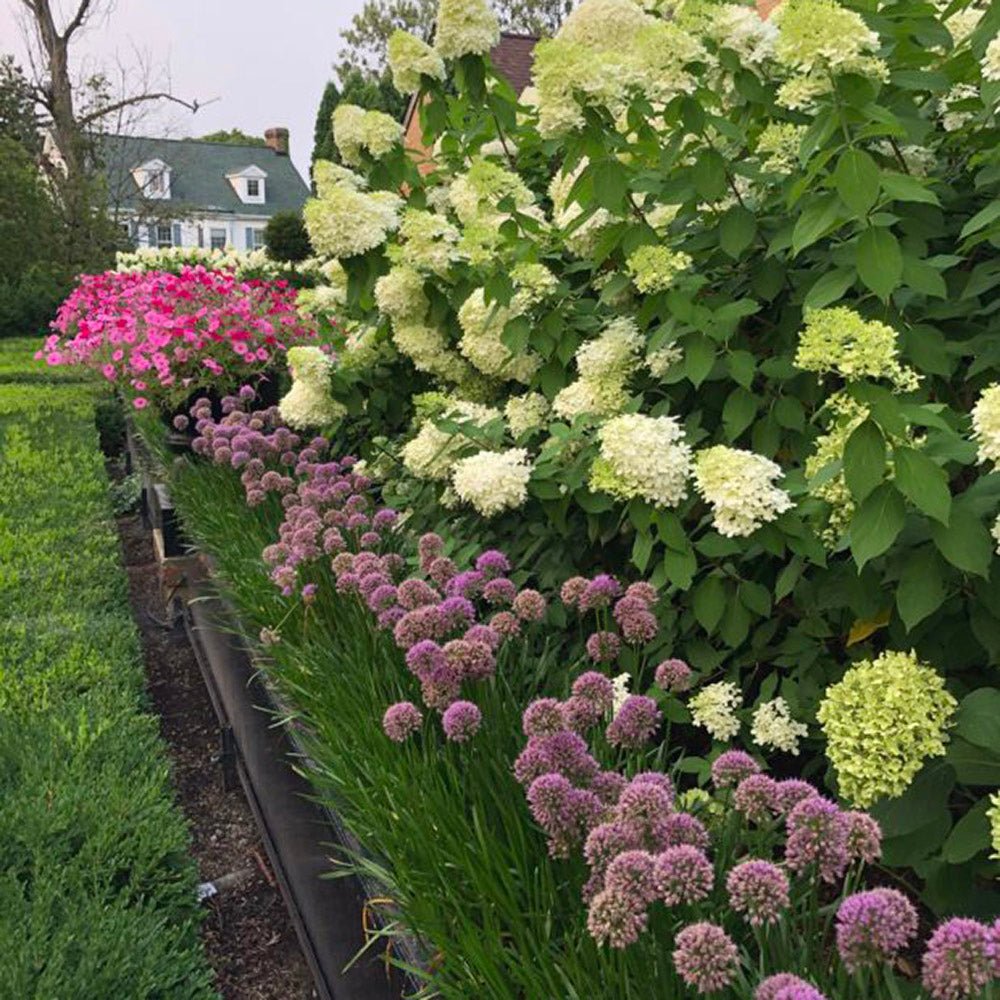 Hortensie alb-galben Little Lime
