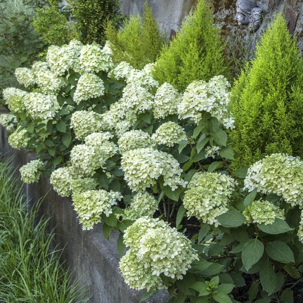 Hortensie alb-galben Little Lime