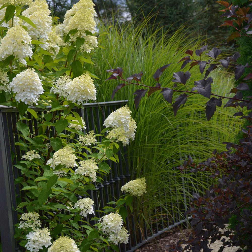 Hortensie alb-galben Little Lime