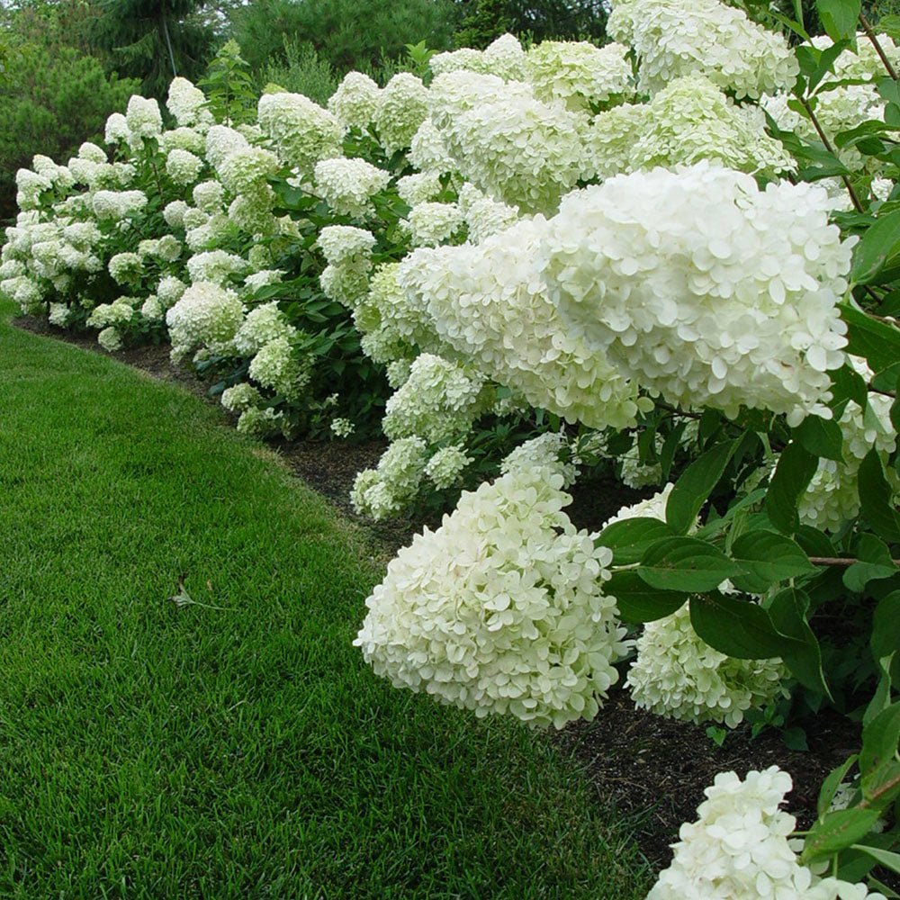 Hortensie alb-galben Little Lime