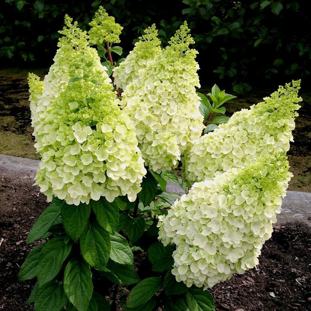 Hortensie de Gradina Tip Copac Diamantino, cu flori able