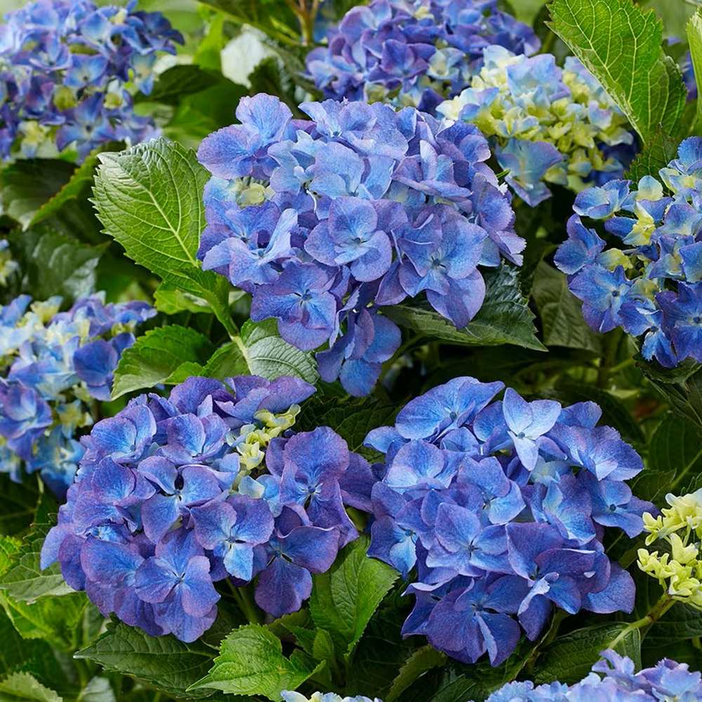 Hortensie albastru Forever