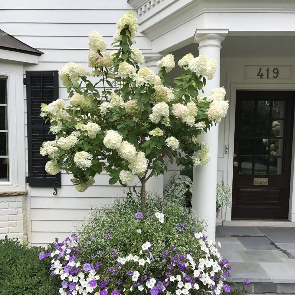 Hortensie de Gradina Tip Copac Candlelight, cu flori albe-fucsia