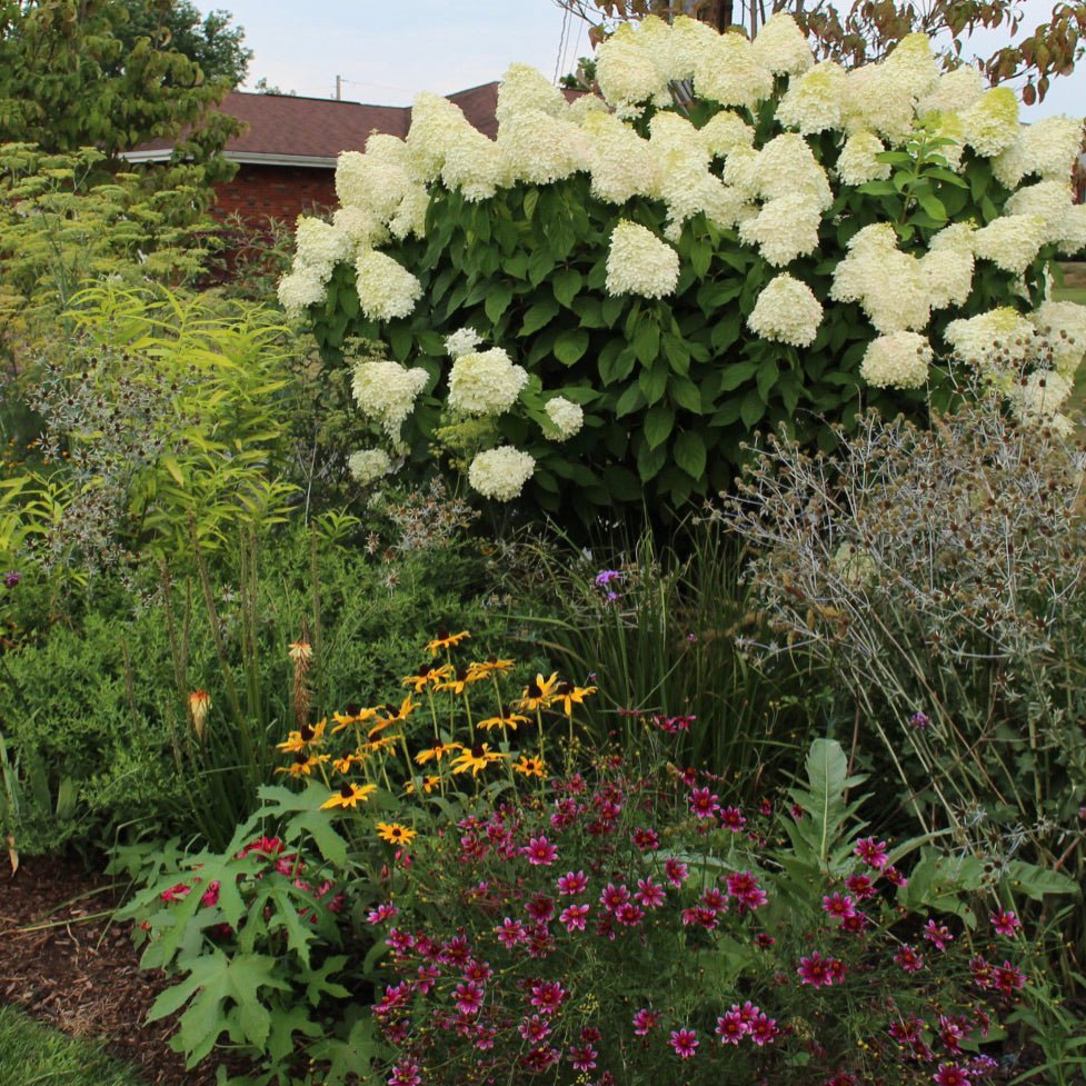 Hortensie de Gradina Tip Copac Candlelight, cu flori albe-fucsia