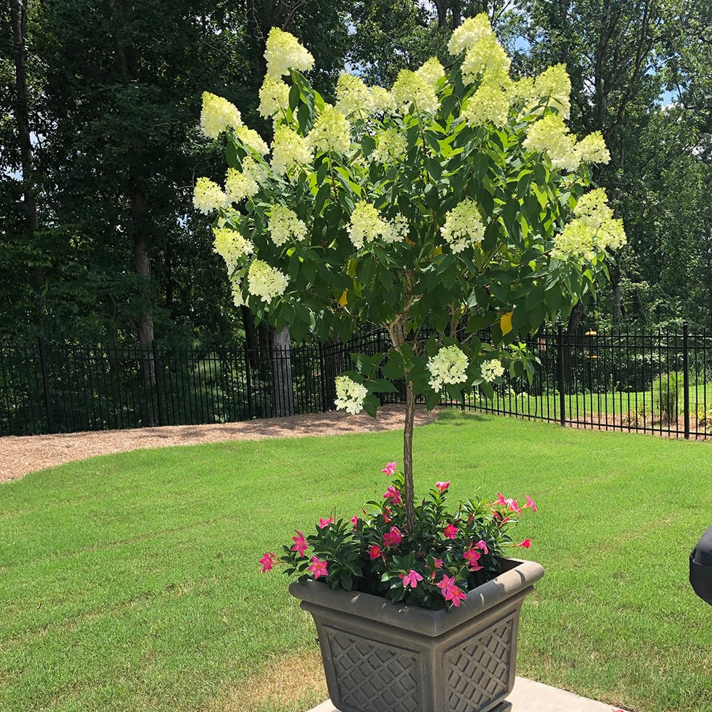 Hortensie de Gradina Tip Copac Candlelight, cu flori albe-fucsia
