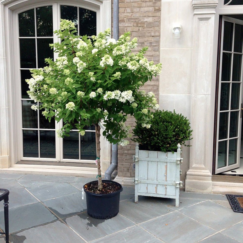 Hortensie de Gradina Tip Copac Candlelight, cu flori albe-fucsia