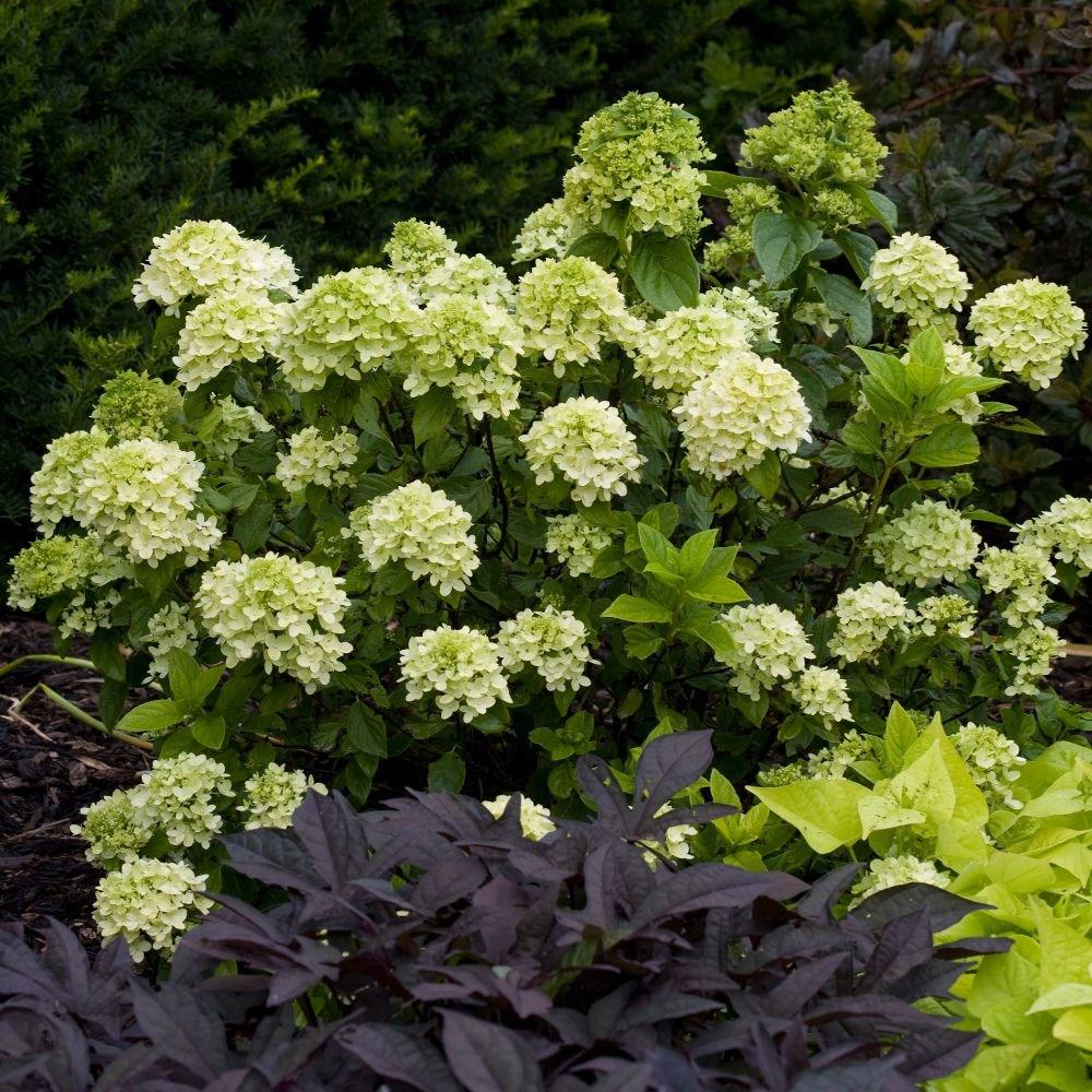 Hortensie de Gradina Tip Copac Little Lime, cu flori verzi-alb