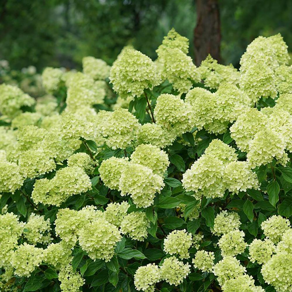 Hortensie de Gradina Tip Copac Little Lime, cu flori verzi-alb