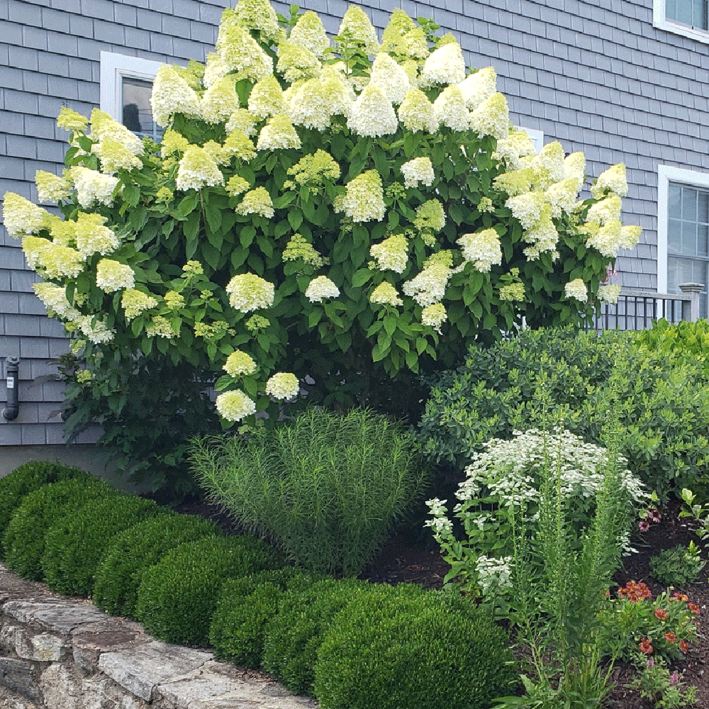 Hortensie de Gradina Tip Copac Little Lime, cu flori verzi-alb