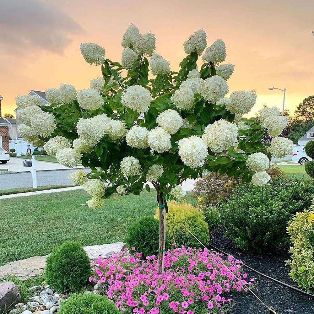 Hortensie de Gradina Tip Copac Magical Candle, cu flori albe-galben