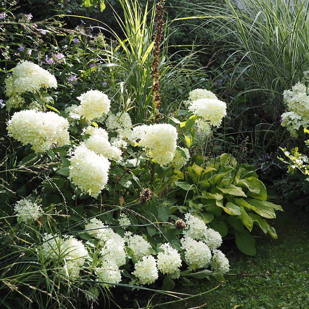 Hortensie de Gradina Tip Copac Magical Candle, cu flori albe-galben