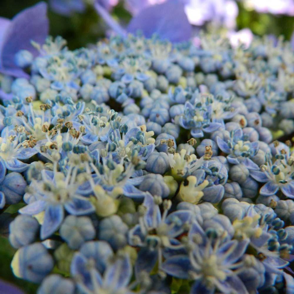 Hortensie Blaumeise
