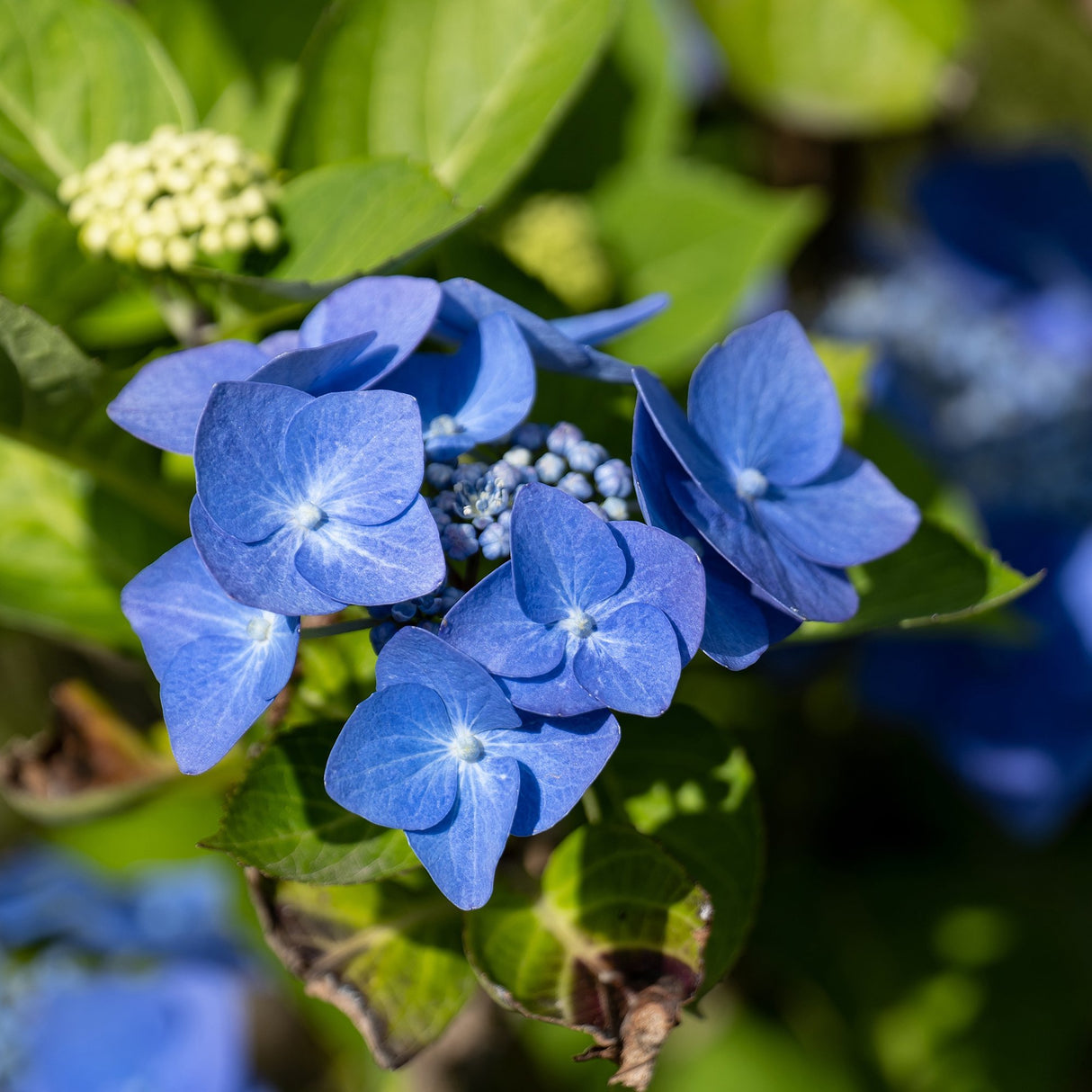 Hortensie Blaumeise