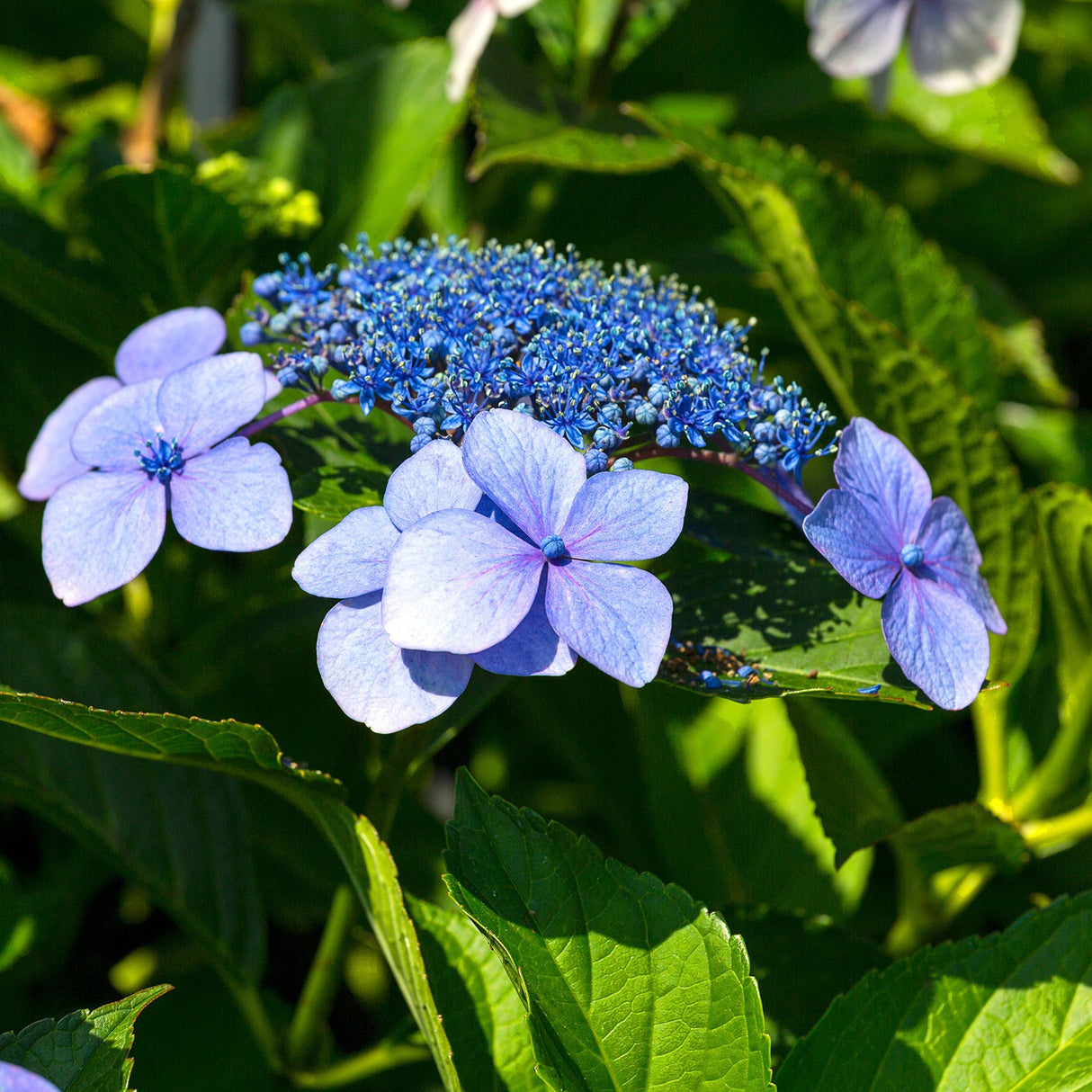 Hortensie Blaumeise