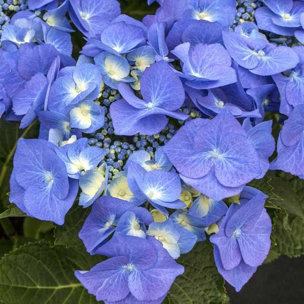 Hortensie Blaumeise