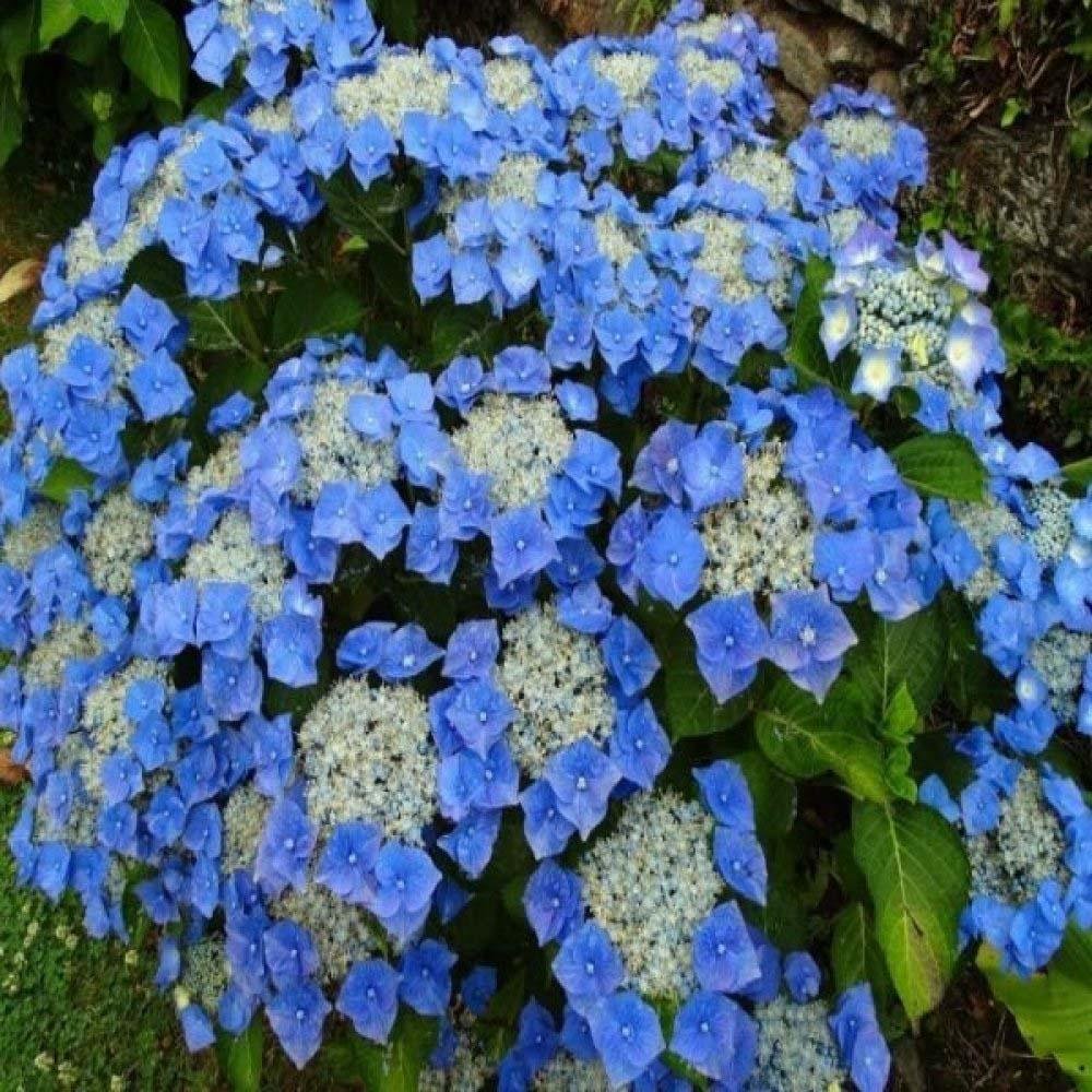 Hortensie Blaumeise