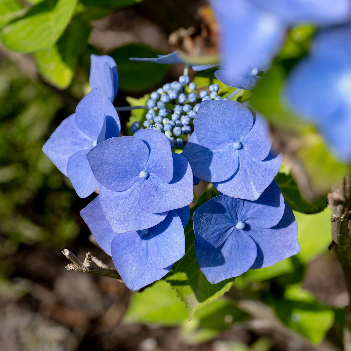 Hortensie Blaumeise