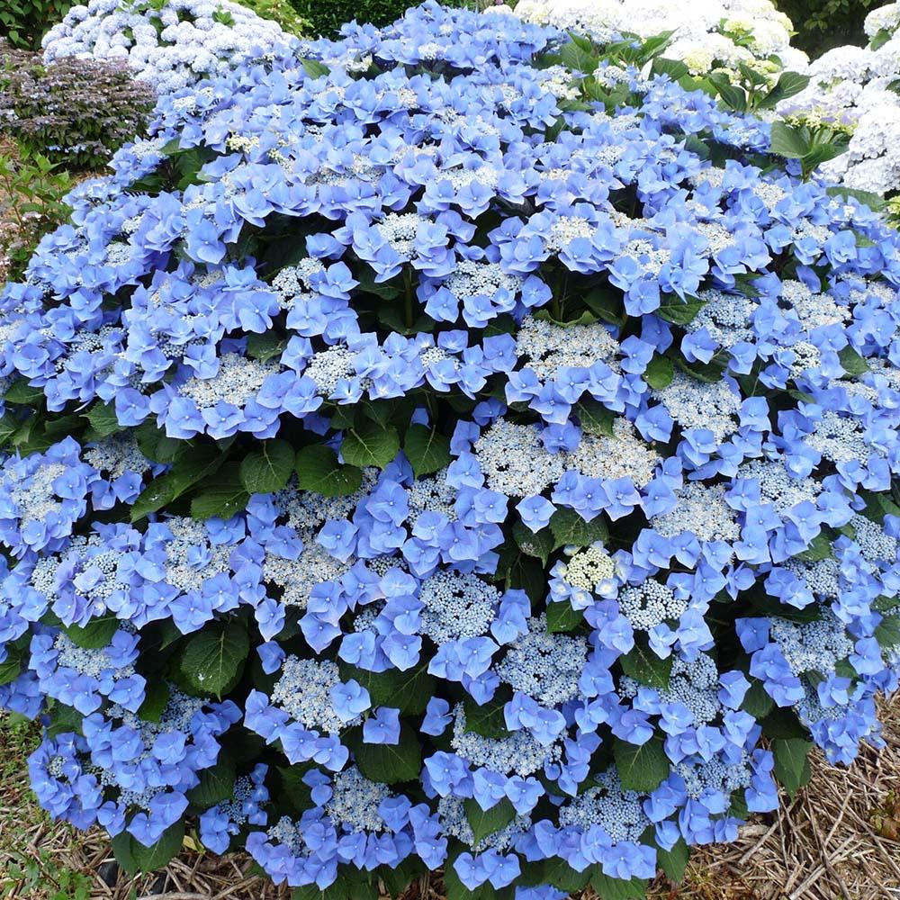 Hortensie Blaumeise