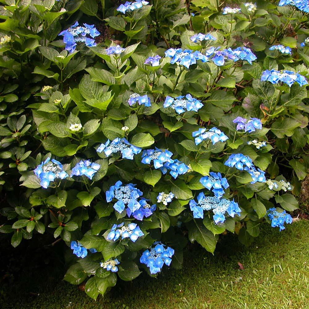 Hortensie Blaumeise