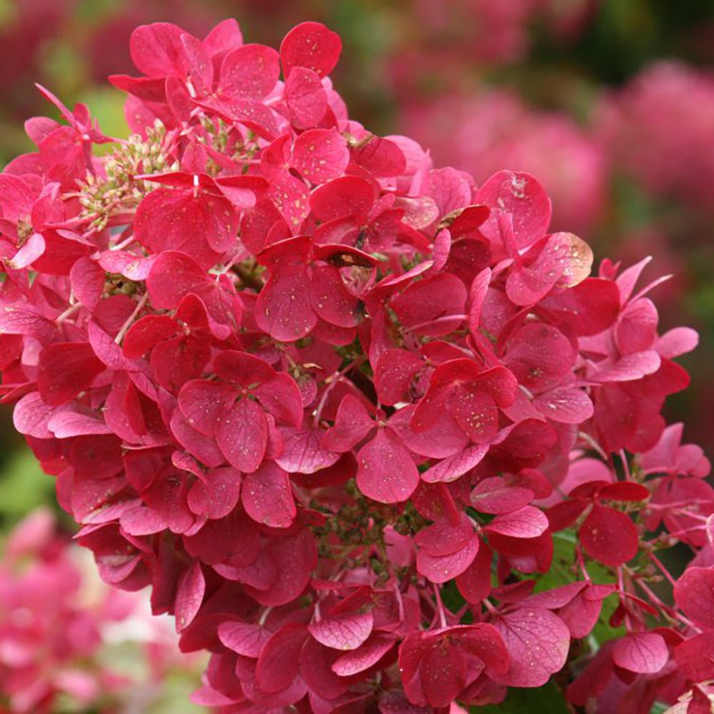 Hortensie de gradina Diamant Rouge, cu flori rosii-robiniu