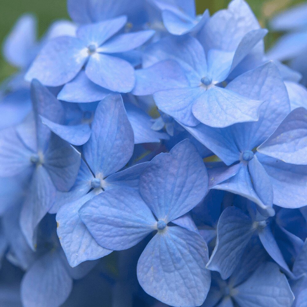Hortensie Early Blue